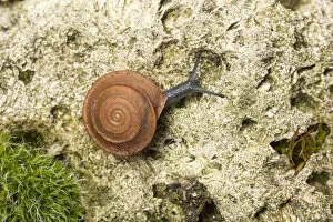 Images Dated 27th March 2017: Leaf snail (Gittenbergeria turriplana) Algarve, Portugal