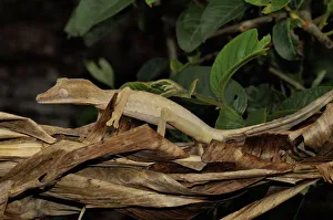 Gecko Prints: Leaf tailed gecko (Uroplatus fimbriatus) camouflaged on leaf litter, Madagascar