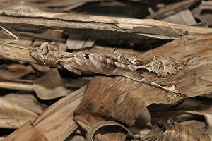 Hidden In Nature Gallery: Leaf tailed gecko (Uroplatus phantasticus) concealed in amongst dry leaves, Madagascar