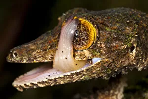 Animal Head Gallery: Leaf-tailed gecko {Uroplatus sikorae} licking its eye to clean it. Masoala Peninsula National Park