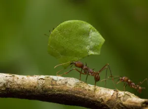 Ants Gallery: Leafcutter ant (Atta sp) carrying leaf along branch, Amazonian Rainforest, Yavari Valley