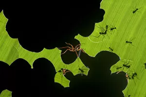 Green Gallery: Leafcutter ants (Atta sp) colony harvesting a banana leaf, Costa Rica. 3rd place in the Insects