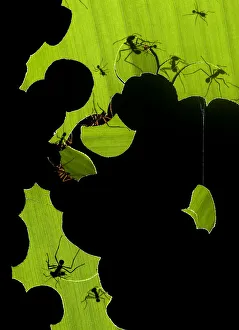 Atta Prints: Leafcutter ants (Atta sp) colony harvesting pieces of a banana leaf, Costa Rica