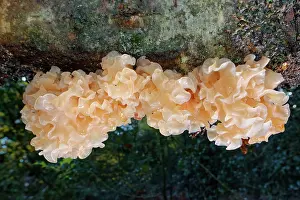 Fagales Prints: Leafy brain jelly / Brown witch's butter (Tremella frondosa)