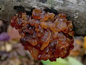 Temperate Prints: Leafy brain (Phaeotremella foliacea), Box Hill, Surrey, England, UK. November