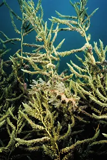 Camouflage Prints: Leafy sea dragon (Phycodurus eques) perfectly camouflaged against the plant life under a wharf