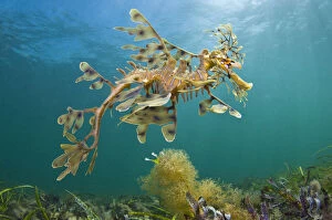 Australia Collection: A Leafy Seadragon (Phycodurus eques), photographed from below. Wool Bay Jetty, Edithburgh