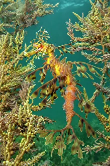 Camouflage Prints: Leafy seadragon (Phycodurus eques) demonstrates the effectiveness of its camouflage as it shelters amongst seaweeds