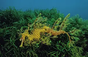 Kangaroo Island Prints: Leafy seadragon (Phycodurus eques) male