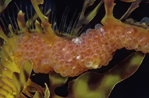 Kangaroo Island Prints: Leafy seadragon (Phycodurus eques) male