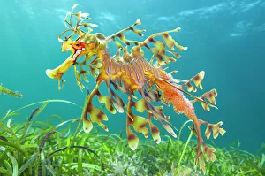 Leafy seadragon (Phycodurus eques) male carrying eggs, swims over seagrass meadow. Wool Bay, Edithburgh, South Australia. Gulf of St Vincent