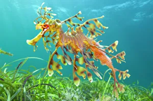 Camouflage Prints: Leafy seadragon (Phycodurus eques) male carrying eggs, swims over seagrass meadow