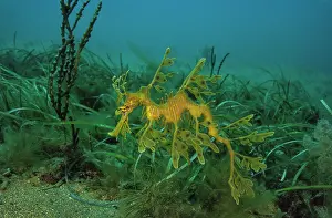 South Australia Prints: Leafy seadragon (Phycodurus eques) portrait, Rapid Bay, South Australia, Pacific Ocean