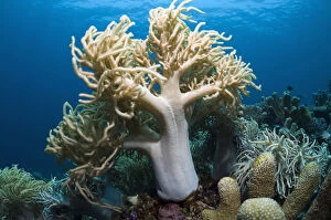 Anthozoans Gallery: Leather Coral (Sinularia flexibilis). Komodo National Park, Indonesia