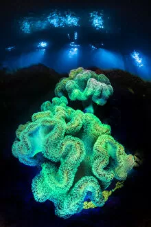 December 2021 Highlights Collection: Leather corals (Sarcophyton sp. ) fluoresce at night under blue light on a coral reef
