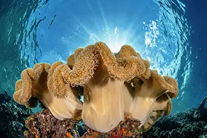 Papua New Guinea Prints: Leather corals (Sarcophyton sp)