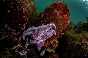 Sea Star Prints: Leather sea star (Dermasterias imbricata) dying from sea star wasting disease