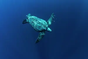 Leathery Turtle Prints: Leatherback sea turtle (Dermochelys coriacea) female