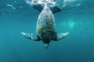 Leathery Turtle Prints: Leatherback sea turtle (Dermochelys coriacea) female