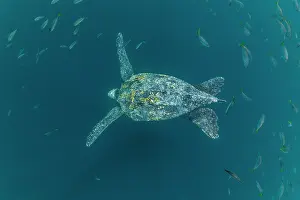 Leathery Turtle Prints: Leatherback sea turtle (Dermochelys coriacea) female