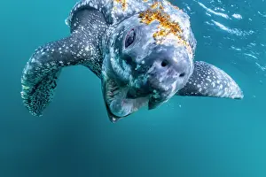 Leathery Turtle Prints: Leatherback sea turtle (Dermochelys coriacea) male
