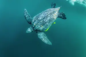 Leathery Turtle Prints: Leatherback sea turtle (Dermochelys coriacea) male