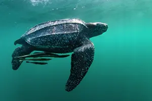 Leathery Turtle Prints: Leatherback sea turtle (Dermochelys coriacea) male