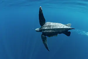 Leathery Turtle Prints: Leatherback sea turtle (Dermochelys coriacea) male