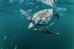 Leathery Turtle Prints: Leatherback sea turtle (Dermochelys coriacea) male