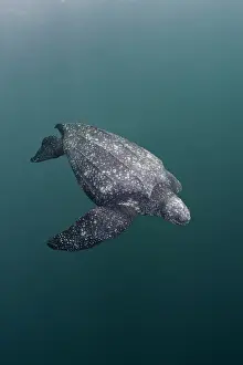 Leathery Turtle Prints: Leatherback sea turtle (Dermochelys coriacea) swimming underwater
