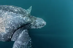 Leathery Turtle Prints: Leatherback sea turtle (Dermochelys coriacea) swimming underwater