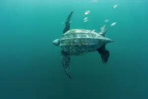 Leathery Turtle Prints: Leatherback sea turtle (Dermochelys coriacea) swimming underwater accompanied by Remoras (Remora sp)