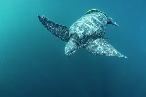 Leathery Turtle Prints: Leatherback sea turtle (Dermochelys coriacea) swimming underwater accompanied by Remoras (Remora sp)