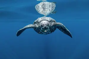 Leathery Turtle Prints: Leatherback sea turtle (Dermochelys coriacea) swimming underwater close to the surface