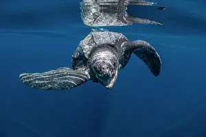 Leathery Turtle Prints: Leatherback sea turtle (Dermochelys coriacea) swimming underwater with mouth open