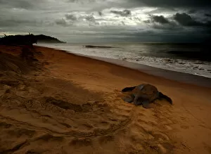 Leatherback Turtle (Dermochelys coriacea) returning to the sea after egg laying. Cayenne