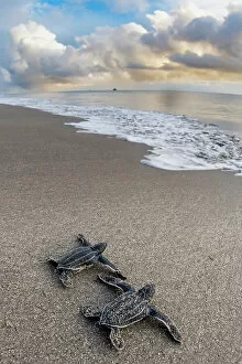 Vulnerable Collection: Two Leatherback turtle (Dermochelys coriacea) hatchlings moving across beach towards sea after