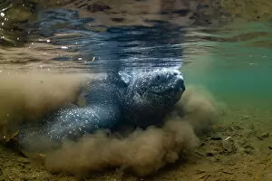 Female Animal Gallery: Leatherback turtle (Dermochelys coriacea) female, in shallow river