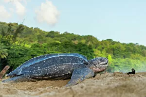 Reproduction Collection: Leatherback turtle (Dermochelys coriacea) female, returning to sea after laying eggs in nest