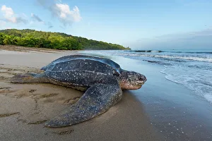 Leatherback turtle (Dermochelys coriacea) female, returning to sea after laying eggs in nest on beach, Grande Riviere, Trinidad Island, Trinidad & Tobago, Caribbean