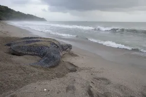 Leathery Turtle Prints: Leatherback turtle (Dermochelys coriacea) female returning to sea after laying eggs