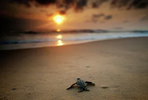 Leatherback Turtle (Dermochelys coriacea) hatchling crossing a beach to get to the sea