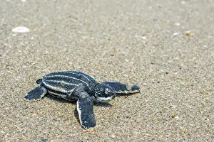 Leathery Turtle Prints: Leatherback turtle (Dermochelys coriacea) hatchling making its way to the sea