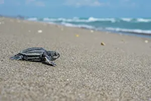Leathery Turtle Prints: Leatherback turtle (Dermochelys coriacea) hatchling making its way to the sea
