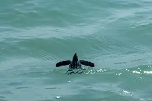 Leathery Turtle Prints: Leatherback turtle (Dermochelys coriacea) hatchling making its way out to sea
