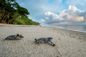Two Leatherback turtle (Dermochelys coriacea) hatchlings moving across beach towards sea after leaving nest, Grande Riviere, Trinidad Island, Trinidad & Tobago, Caribbean Sea