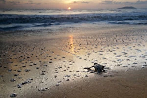 Sea Turtles Gallery: Leatherback Turtle Hatchling (Dermochelys coriacea) crossing a beach towards the sea at sunrise