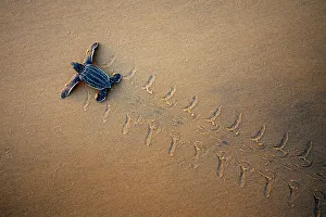 Leatherback Turtle Hatchling (Dermochelys coriacea) crossing a beach towards the sea, seen from above. Cayenne, French Guiana, July