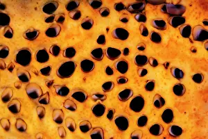 Demospongiae Prints: Leathery barrel sponge (Geodia neptuni) close up of apertures
