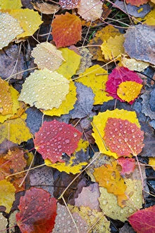 Forests in Our World Gallery: Leaves of a Common aspen tree (Populus tremula) on ground in autumn, Aragon, Spain, November